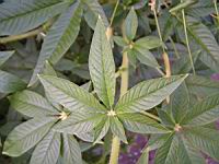 Bougainvillier - Bougainvillea Glabra (fam Nyctaginacees) (Bresil) (4) (Photo F. Mrugala)